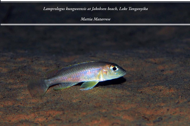 Lamprologus kungweensis 'Jakobsen's Beach'